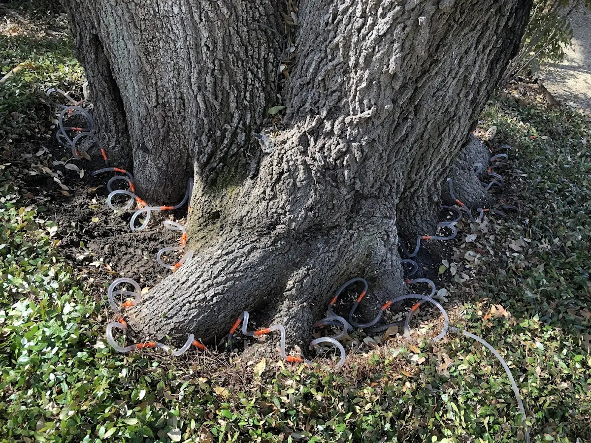 Detailed Tree Cabling and Bracing job site in Elmwood